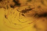 Fossil Mites, Beetle, Flies And Springtails In Baltic Amber #120675-3